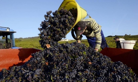 Moldova a înregistrat în 2023 cea mai mare creștere a producției de vin, între statele din top 20