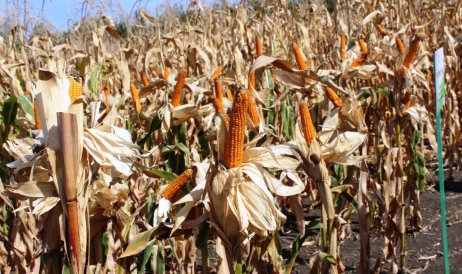 Exporturile de cereale în blocaj: recolta de porumb din 2023 stă în depozite