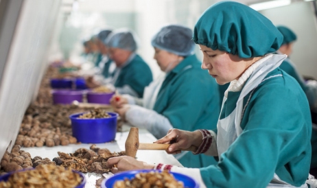Сколько ядер грецких орехов экспортирует Молдова и какая доля у фирмы свата премьера ...